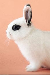 《龙珠：超宇宙2》第十六弹免费更新终极沙鲁BOSS